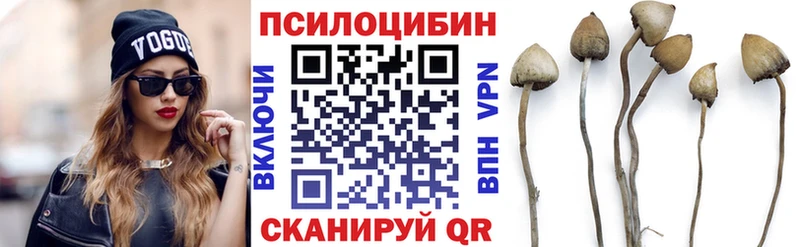 Купить  Болохово  Псилоцибиновые грибы MAGIC MUSHROOMS 